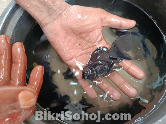 Black moor gold fish